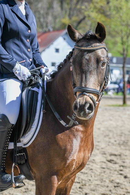 克里斯坦特 克里斯坦特