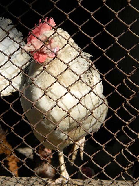 反复脚伤都 反复脚伤都