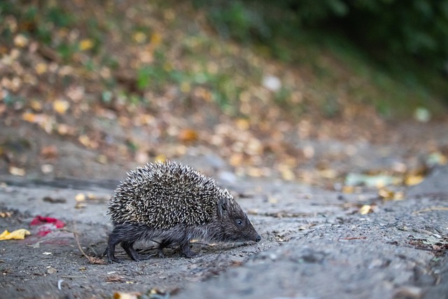他们抓住阿 他们抓住阿